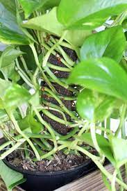 How To Care For A Pothos Plant The Perfect Houseplant For Gardening Beginners Natalie Linda Pothos Plant Pothos Plant Care Plants