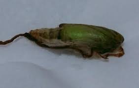 「イラクサギンウワバ」の画像検索結果