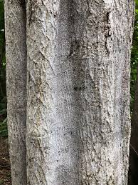 Image result for Ateleia herbert-smithii