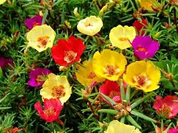 30 Best Drought Tolerant Plants That Grow In Lack Of Water Plants For Hanging Baskets Drought Resistant Plants Flower Seeds