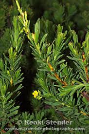 Image result for Surianaceae