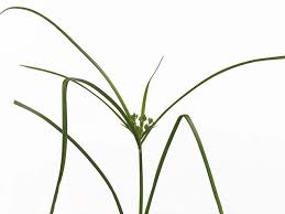 Image result for Cyperus glaucophyllus