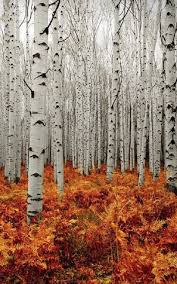 Birch Trees In Fall Birch Trees Autumn Vackra Bilder Skogar Bildideer