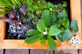 Mini Teich Fur Terrasse In 2020 Miniteich Teich Wasserpflanzen