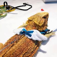 Entre e conheça as nossas incriveis ofertas. Pequeno Animal De Estimacao Arreios E Trela Asas De Anjo Para Dragao Barbudo Reptil Lagarto Forma De Voo Para Lagarto Dragao Barbudo Aliexpress