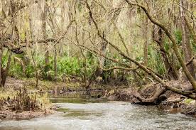 Image result for Bidens acuticaulis