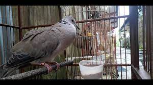 Suara Sinom Puter The Sound Of Crossed Birds Streptopelia Risoria X Spilopelia Chinensis Youtube