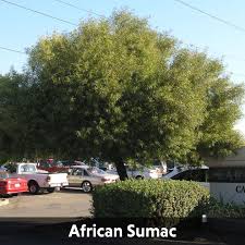 Well adapted to a wide range of soils from sandy and rocky to red clay. Best Plants For Las Vegas Plant Library Advantage Landscape