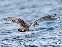 Image result for Dissotis caloneura