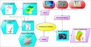 Flow Chart Of Large Rare Animal Habitat Quality Mapping