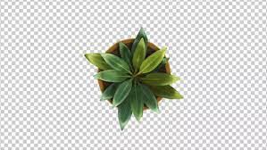 Top View Of A Plant Growing Animation Plants Top View Interior Plants