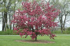 Check spelling or type a new query. Purple Prince Flowering Crabapple Malus Purple Prince In Wilmette Chicago Evanston Glenview Skokie Winnetka Illinois Il At Chalet Nursery