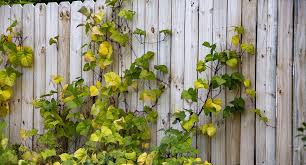 Clematis vine trellis plants produce wonderful flowers in just about any colour you could want or imagine. Growing Plants In My Garden Up Fences And Walls Buy Trees Shrubs Perennials Annuals House Plants Statues And Furniture