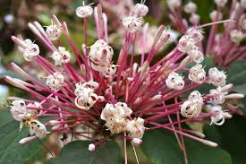 Comcast is an american telecommunications company that offers cable television, internet, telephone and wireless services to consumer under the xfinity brand. These Beautiful Flowers Covered A Tree Picture Of Morikami Museum Japanese Gardens Delray Beach Tripadvisor