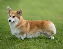 Search for instant quality results at helping.com. Welsh Corgi Pembroke Breeds A To Z The Kennel Club