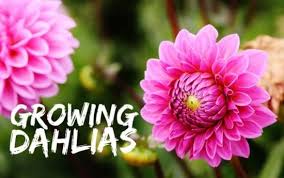 Here's how much university costs in australia. How To Grow Dahlias Gardening Channel