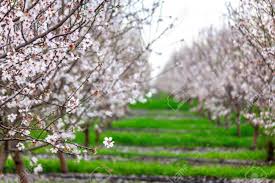Flowering almond trees in california's central valley. Almond Trees In Full Bloom Located In An Orchard In Central California Beautiful White Nut Tree Blossoms In An Orchard With Rows And Rows Of Almond Trees Stock Photo Picture And Royalty