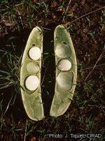 Image result for Isoberlinia tomentosa