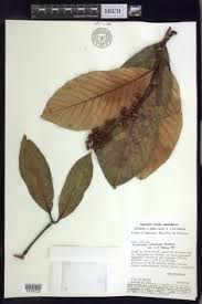 Image result for Acridocarpus chloropterus