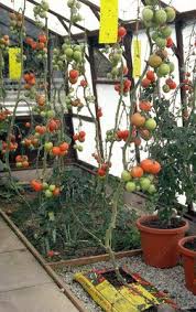 Maybe you would like to learn more about one of these? Tomatoes Growing In A Greenhouse Stock Image B962 0041 Science Photo Library