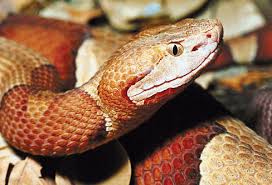 For other uses, see pc (disambiguation). Best Snake Pest Control Snake Catcher Service Around You