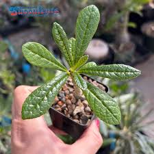 Image result for Dorstenia schliebenii