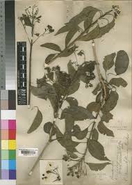 Image result for Volkameria glabra