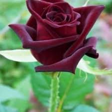 Karena keberadaan bunga ini tidak sebanyak warna mawar yang lainnya. Jual Bibit Tanaman Bunga Mawar Hitam Blackrose Kab Bogor Suryaataman Tokopedia