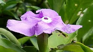 Image result for Brunfelsia pauciflora