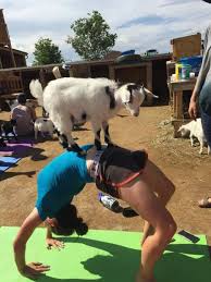 Maybe you would like to learn more about one of these? Goat Yoga Is Worth It For The Laughs And The Workout Thefencepost Com