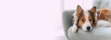Welcome to all pets veterinary hospital, and thank you for choosing us to meet your pet's needs. Veterinarians In Branford Mill Pond Veterinary Hospital