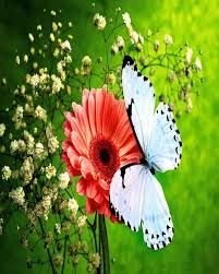 Beautiful Flower Wallpaper For Mobile Free Download Beautiful Flowers Wallpapers Most Beautiful Butterfly Butterfly Wallpaper