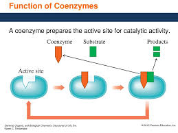 Give as directed by your veterinarian. 20 6 Enzyme Cofactors And Vitamins Ppt Download