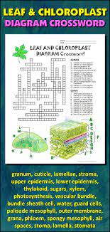 Students should draw and label the plant life cycle in this order: Plant Cell Diagram Crossword Answers Unique Leaf And Chloroplast Crossword With Diagram Editable Plant Cell Diagram Cell Diagram Biology Worksheet