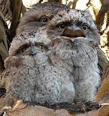 The sri lanka frogmouth , sri lankan frogmouth or ceylon frogmouth ( batrachostomus moniliger ) is a frogmouth found in the western ghats of south india and sri lanka. Best 30 Frogmouth Fun On 9gag