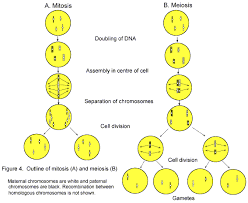 Diagram Of Mitosis And Meiosis Biology Molecular