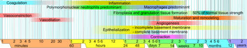 Wound Healing Wikipedia