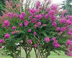 Check spelling or type a new query. Lagerstroemia Pflanzen Und Pflegen Mein Schoner Garten