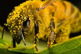 Bee hive removal & relocation, bee rescue, swarm removal & relocation, 9 years of bee relocation expertise, bee & wasp proofing services. Local Honey For Hay Fever Raw Organic Honey Melbourne Vichoney Organic Honey Producers In Victoria Australia