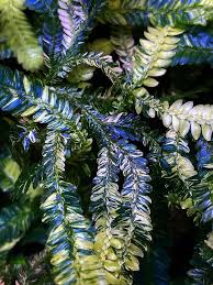 Image result for Selaginella eublepharis