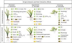 Image result for Thalassia hemprichii