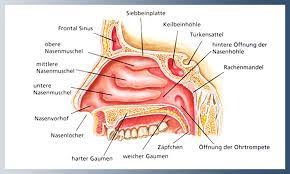Die entzündung betrifft meist die empfindliche nasenschleimhaut und kann deshalb äußerst schmerzhaft sein. Anatomie Der Nase Hno Netz Essen