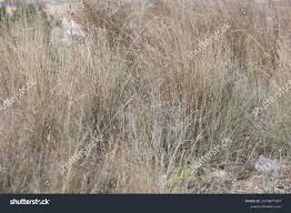 Image result for Hyparrhenia nyassae