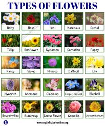 Types Of Flowers List Of 50 Popular Flowers Names In English English Study Online Flowers Name List Popular Flowers Flower Names