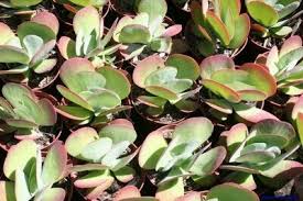Image result for Kalanchoe glaucescens