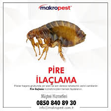 Pire Ilaclama Bocek Yerler Veterinerler