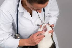 Learn ways to prevent mouth cancer today. Mouth Cancer In Cats Causes Symptoms Treatment All About Cats