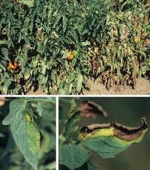 Microbial control of pests and weeds 11. Verticillium An Overview Sciencedirect Topics