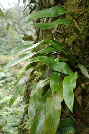 Image result for Loxogramme