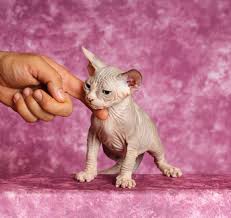 Welcome to our cattery, home of sphynx kittens for sale. Legendary Sphynx Albortsainoz Twitter